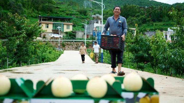 会东县江西街乡：种植黄桃树 铺就致富路