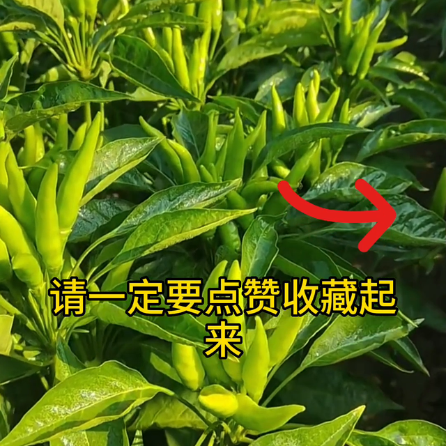 朝天椒，这样施肥管理，才能高产增收#辣椒管理