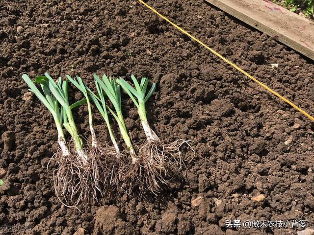 韭菜种植几年后需要重栽？播种和移栽哪种方法好？韭菜啥时间种？