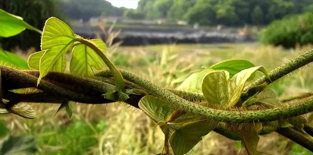 每年花50亿都无法消灭，葛根入侵美国泛滥，为何中国却要人工养殖