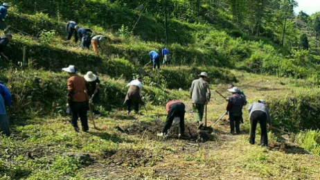 乐山沙湾镇天车村：栽种藤椒苗 致富有希望