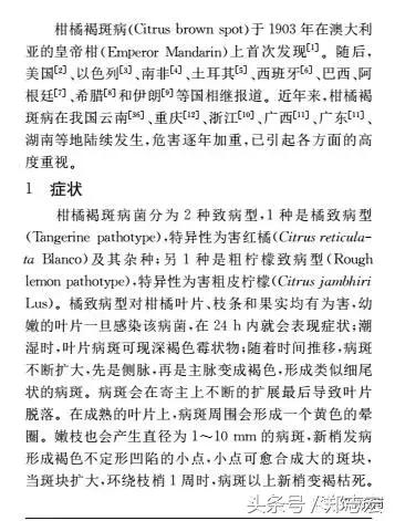 德庆、仁化的朋友看过来！全面解析认识贡柑褐斑病，这下你有福了