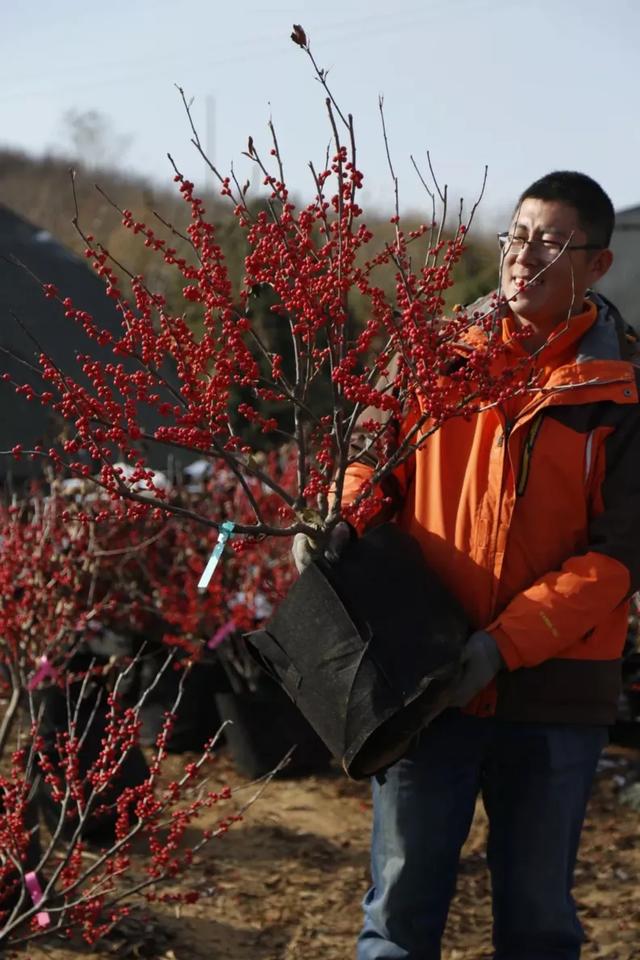 一车接一车，晚上也发货，这家公司的北美冬青火了