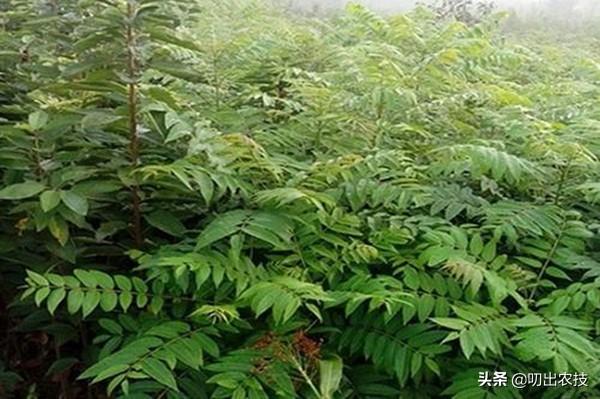 香椿的种植技术，注意这几点，可以变得更简单