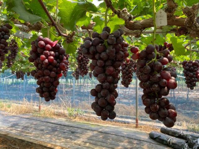 探访江苏葡萄种源“芯片”基地：300多种葡萄资源圃什么样？怎样种出极品葡萄？