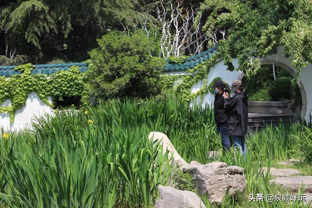 济南这片湿地景观，位于城市中心，黄色小花让人惊喜