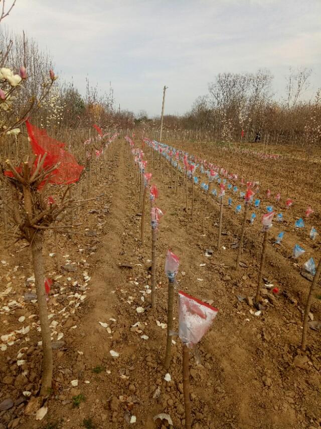 蜡梅种植的几种方法，记得收藏和关注呦