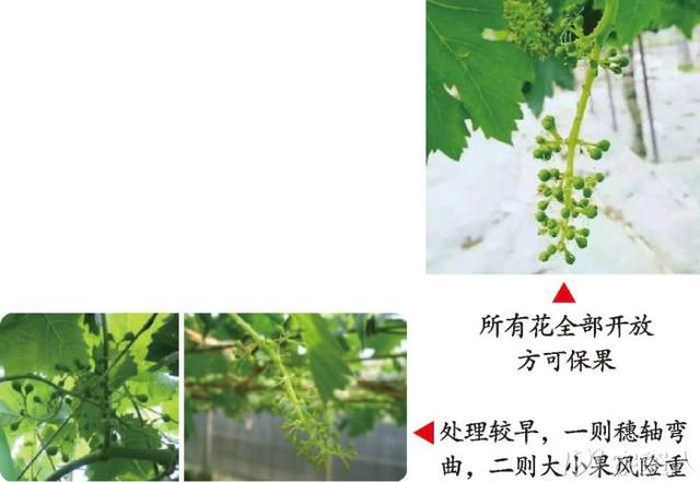 疏花、无核、保果、膨果、定穗，阳光玫瑰花果管理详解