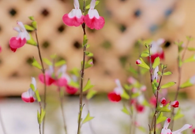 网红植物“鼠尾草”,养护过程中注意这几点，其实它也很好养