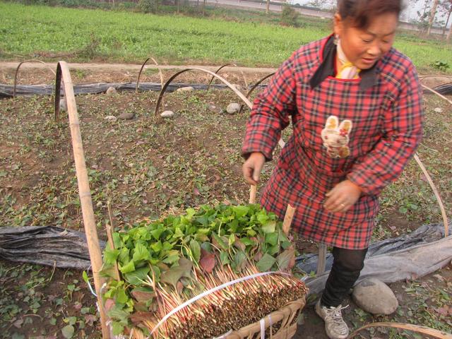 鱼腥草的三种栽培方式