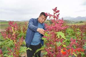 大黄种植基地(定西渭源会川镇：大黄种出产业发展新路子)