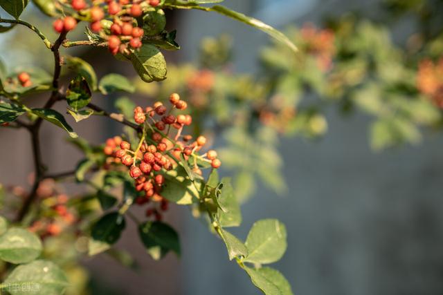 花椒的栽培技术，是厨房里难得的调味品，人们都喜欢，来学学？