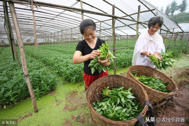 空心菜好种植、易管理，用好这些播种方法能大幅提升产量和品质！