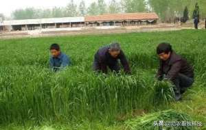 种植合作社可行性报告(当前种植牧草养鹅的可行性报告（仅供参考）)