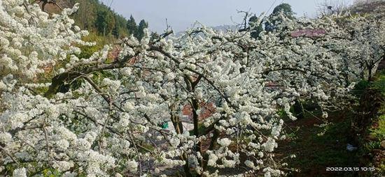 沙镇溪镇小水果特色产业托起高山农民致富梦