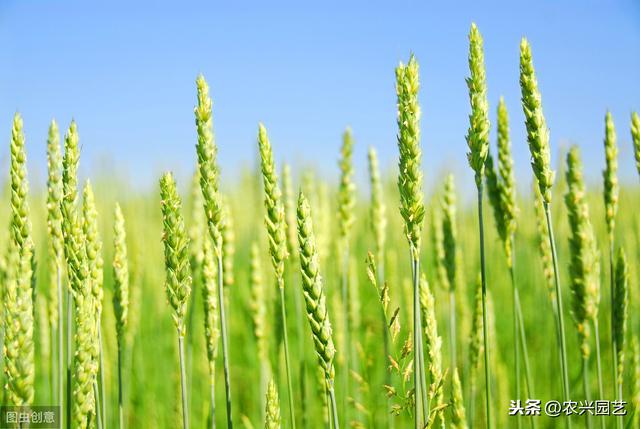 小麦玉米套种高产高效栽培技术，些许见解，仅供参考