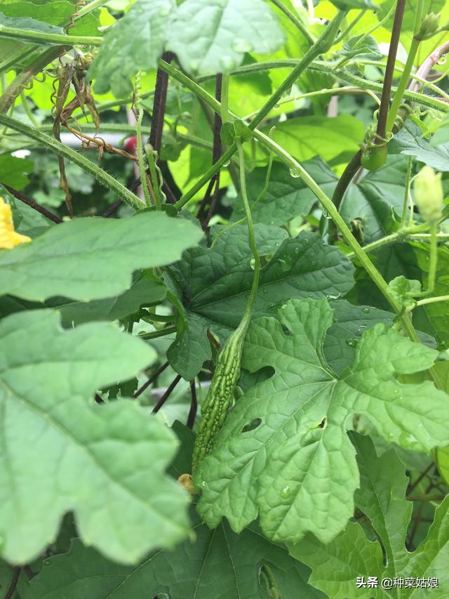 种植苦瓜，夏季管理很重要，掌握3点关键技术，结瓜多多吃不完