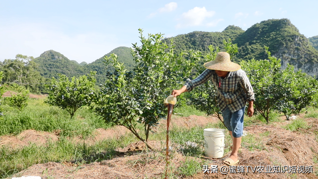 进入12月，柑橘树过冬这些工作要做好，有助于来年丰产丰收