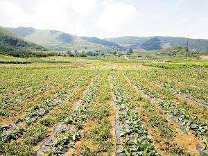 高寒药材种植(东川打造高海拔高品质中药材种植基地)