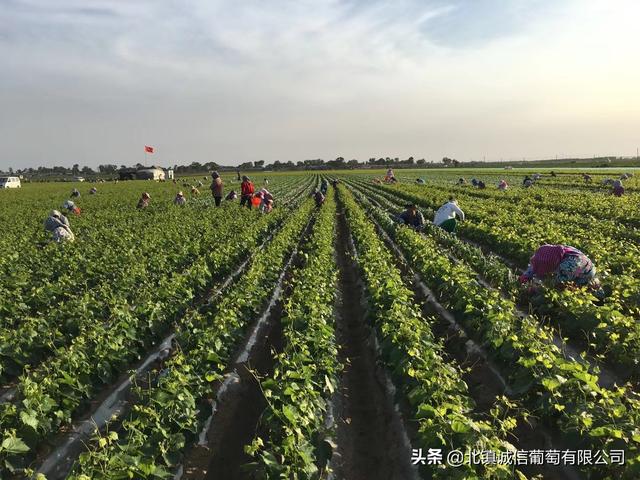 在此新春佳节来临之际辽宁宏发葡萄种植专业合作社祝大家新年快乐