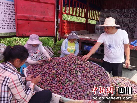 泸州古蔺：好“李”知时节 乡贤产业园脆红李喜迎采摘