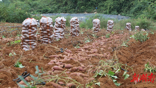 道县：荒地披绿装 紫薯迎丰收