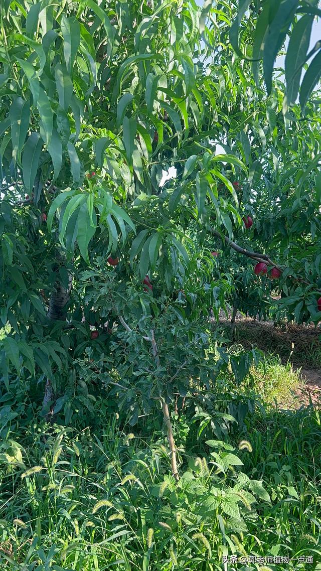 桃树种植管理