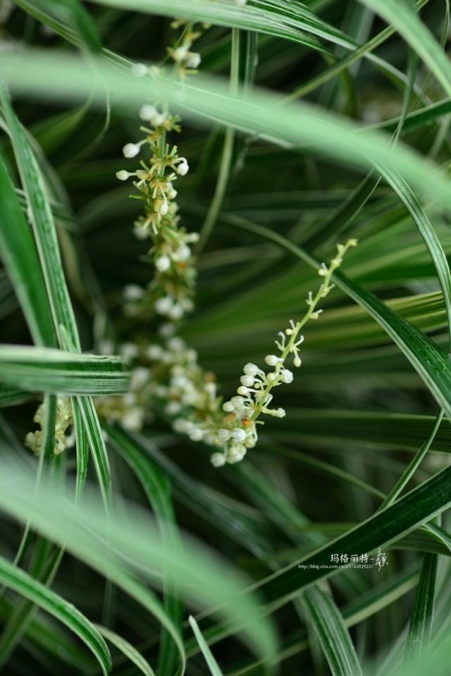 植物笔记：长生不老的仙草到麦冬