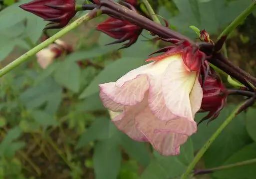 每日养花：洛神花的养殖方法