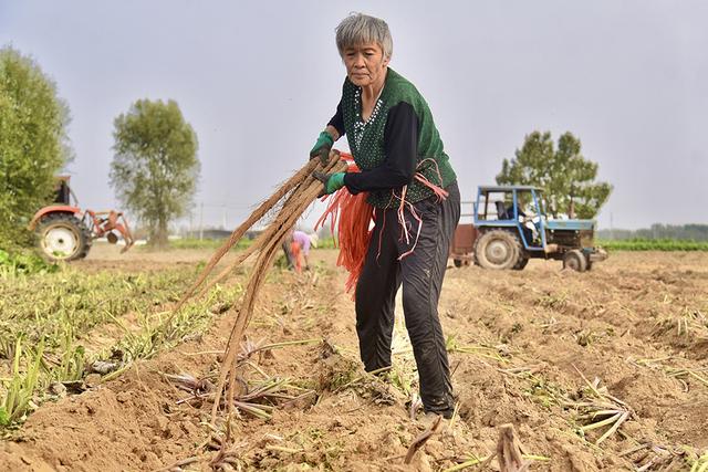 德州市夏津县东李官屯镇：500亩牛蒡喜获丰收