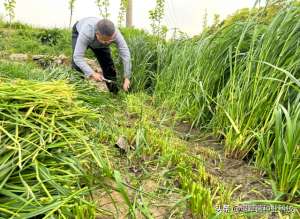 冬季种植什么牧草(秋冬养鱼种黑麦草，南北方选择有什么不同？割得快长得快，成本低)