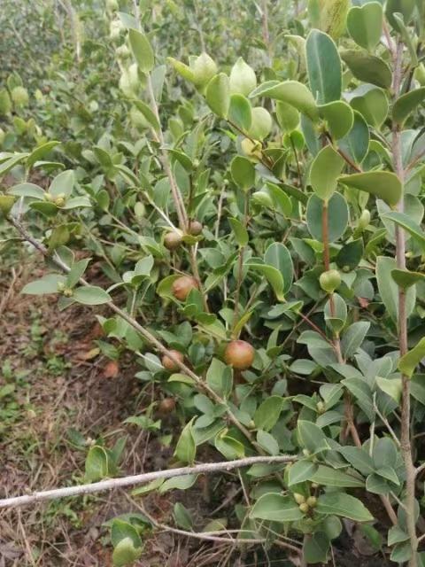 高产油茶苗、茶油茶栽培技术