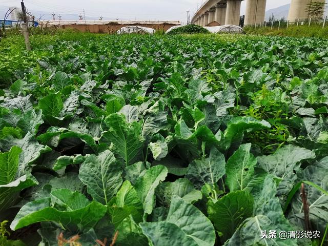 介绍花菜一年种植2茬的管理经验，让花菜的质量与产量倍增