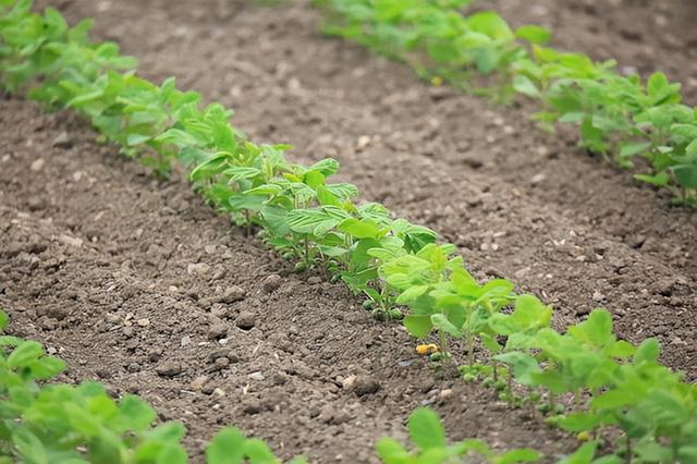 「大豆播种方法」适宜的时间、播种量、深度和初生点