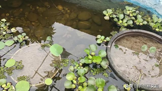 这样种荷花，鱼池水清鱼肥，不用换水