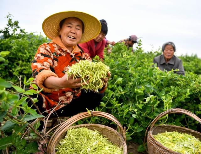 云遇中国·三夏之约｜安徽亳州：小小金银花  铺就致富路