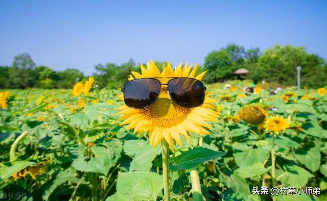 明天21号，大雨范围已确定，连下三天。今夏雨多么？看农谚咋说