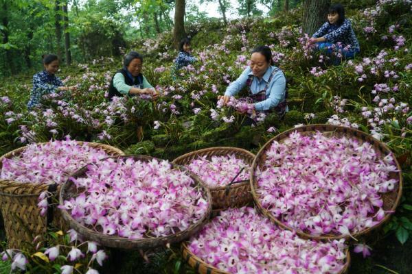 贵州赤水：金钗石斛花开出“美丽经济”