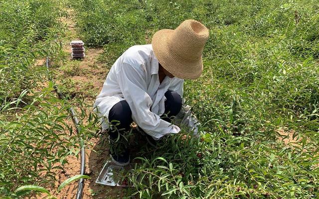 密云小山村试种灌木欧李成功 丰产可增收近20万