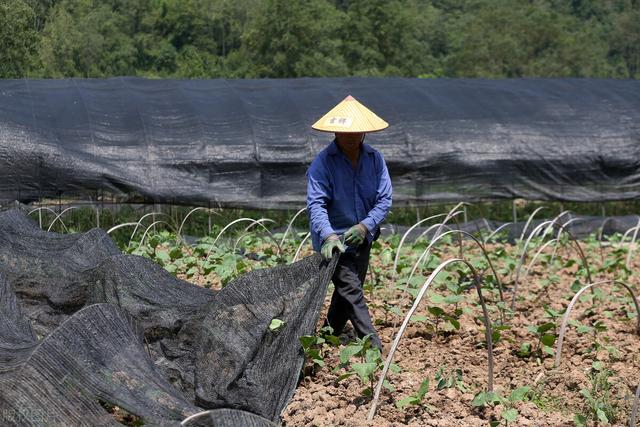 秋茄子栽培技术