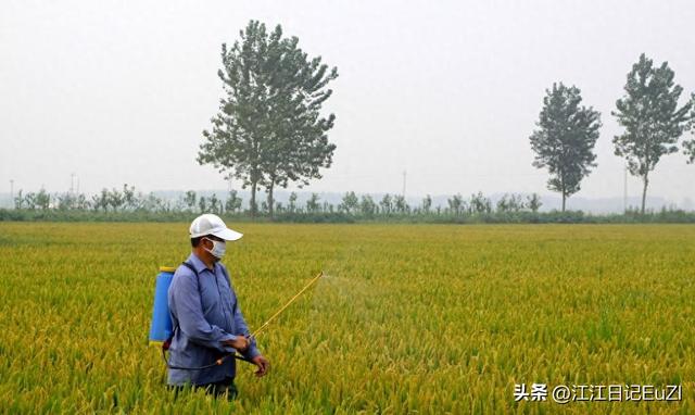 农管铲除农民豇豆，大动干戈还是为民谋利，会不会赔款就是答案！