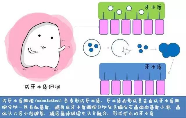 “孩子，这就是牙齿的生长过程”（漫画易懂）