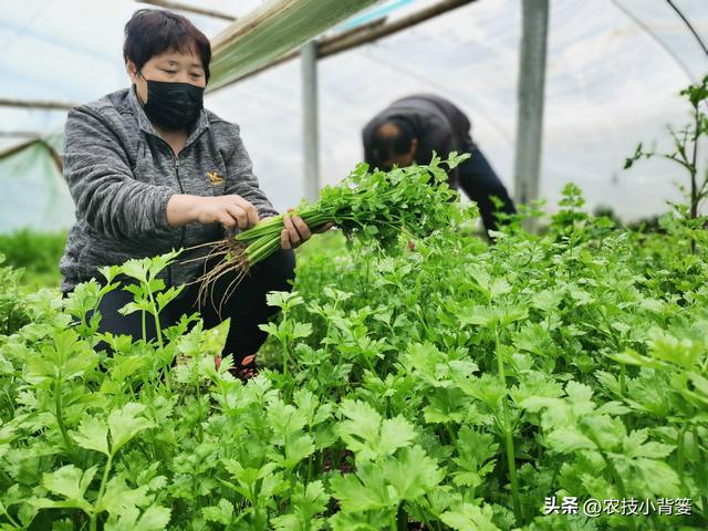 不花钱、不打药、绿色环保无公害，10个方法巧治植物病虫害