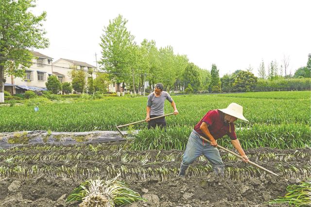 唐昌镇锦宁村：“小韭菜”成为增收致富大产业