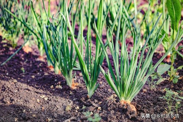 进入9月正是好时候，这些小菜可以种植了，别再错过播种时间