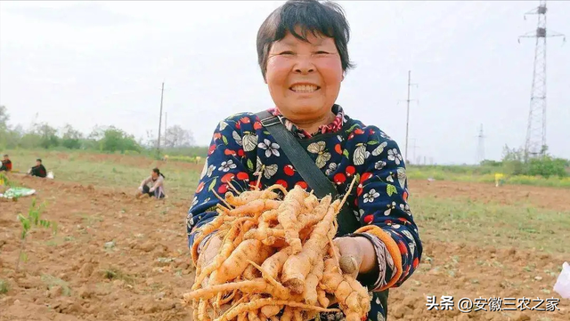 他，种植100亩药材，年效益80多万，而他却不建议村民一起种植