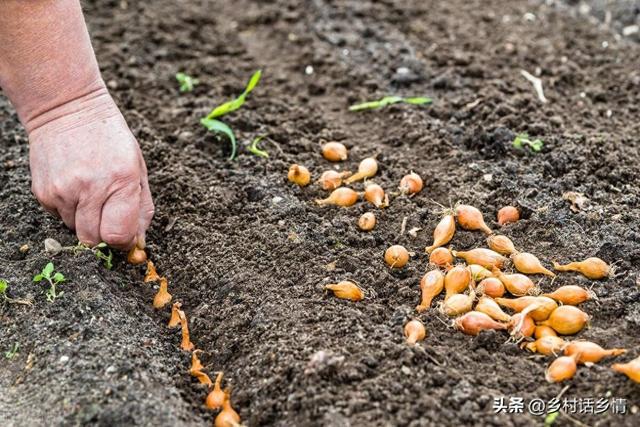 进入9月正是好时候，这些小菜可以种植了，别再错过播种时间