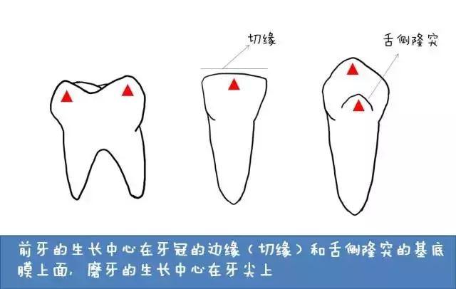 “孩子，这就是牙齿的生长过程”（漫画易懂）