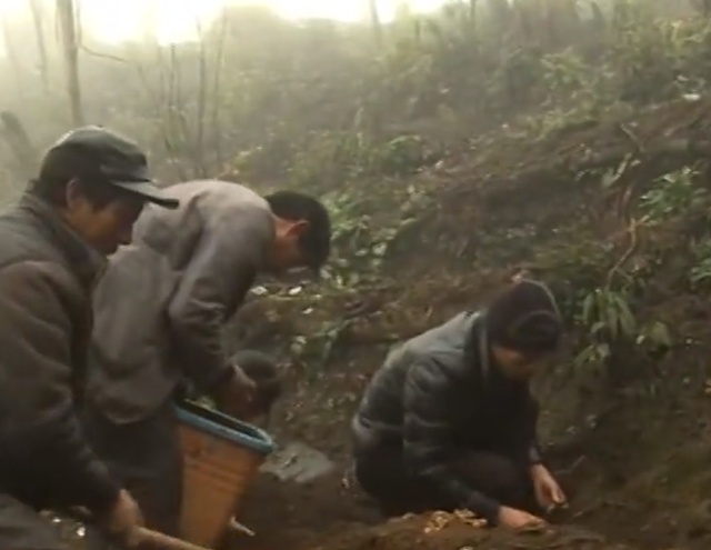 云南老板返乡荒山种天麻，一年卖出2000万元，带领147户农民致富