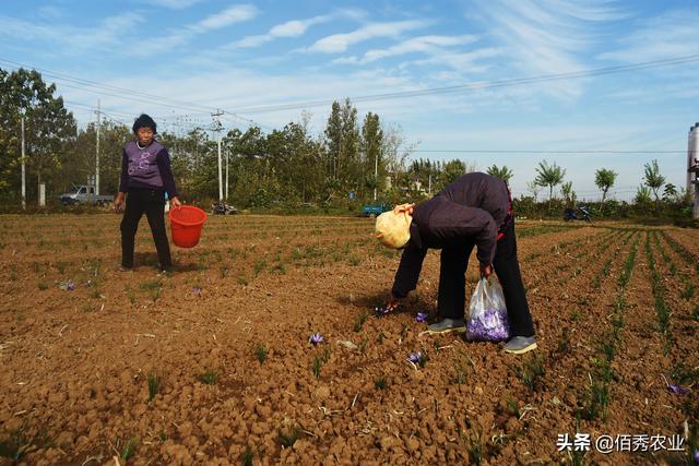 农村大姐收获藏红花，冬季生长不怕冻，花可观赏，花丝是名贵药材